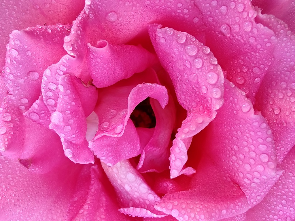 4684475