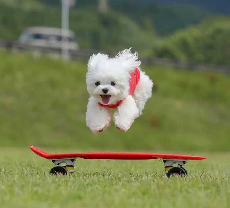 会带来好运的跳跳狗∪11ω11∪_随手拍-联想社区