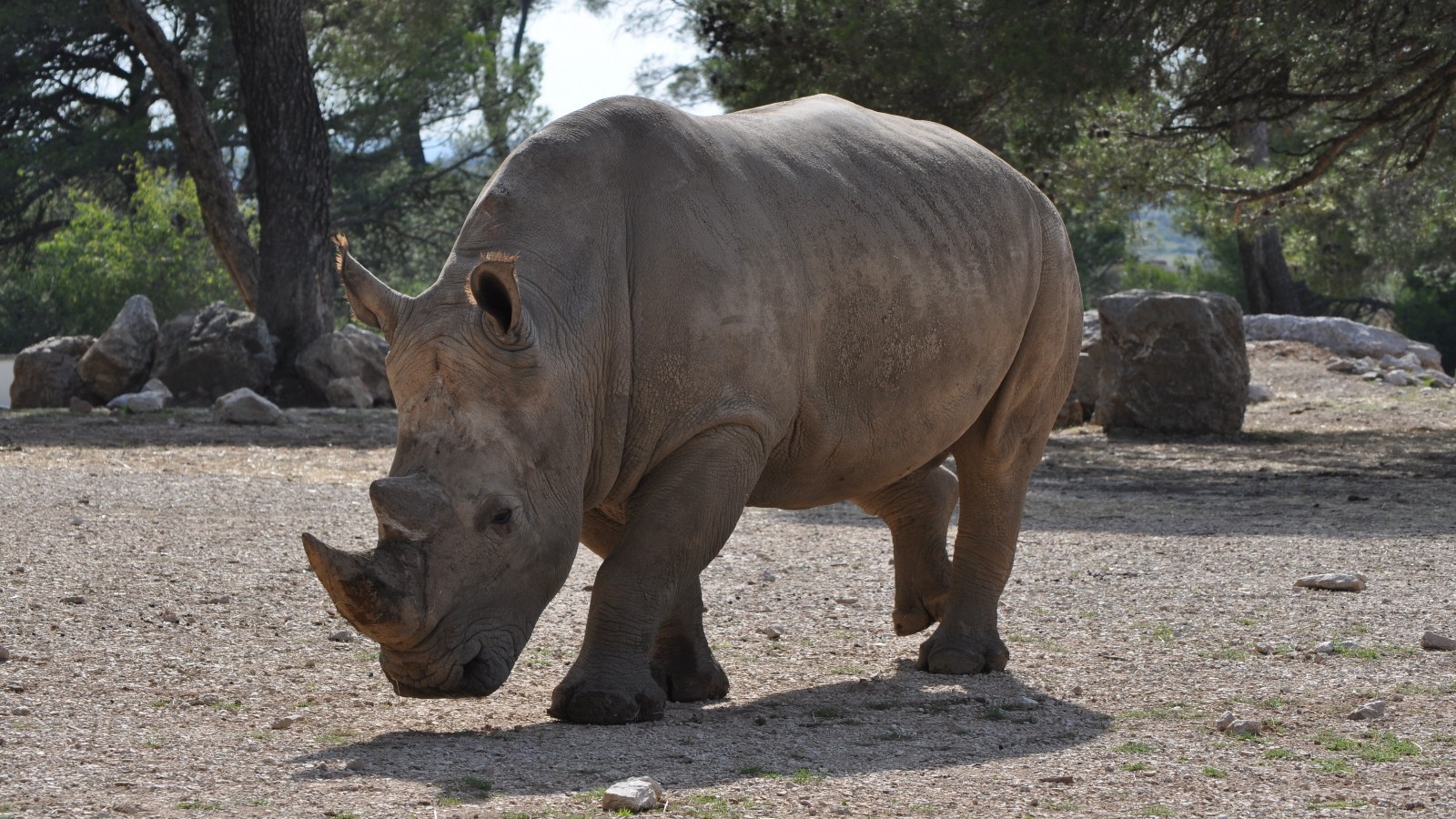 犀牛_联萌漫话-联想社区
