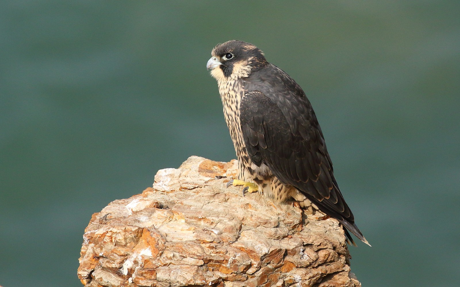 游隼鸟_联萌漫话-联想社区