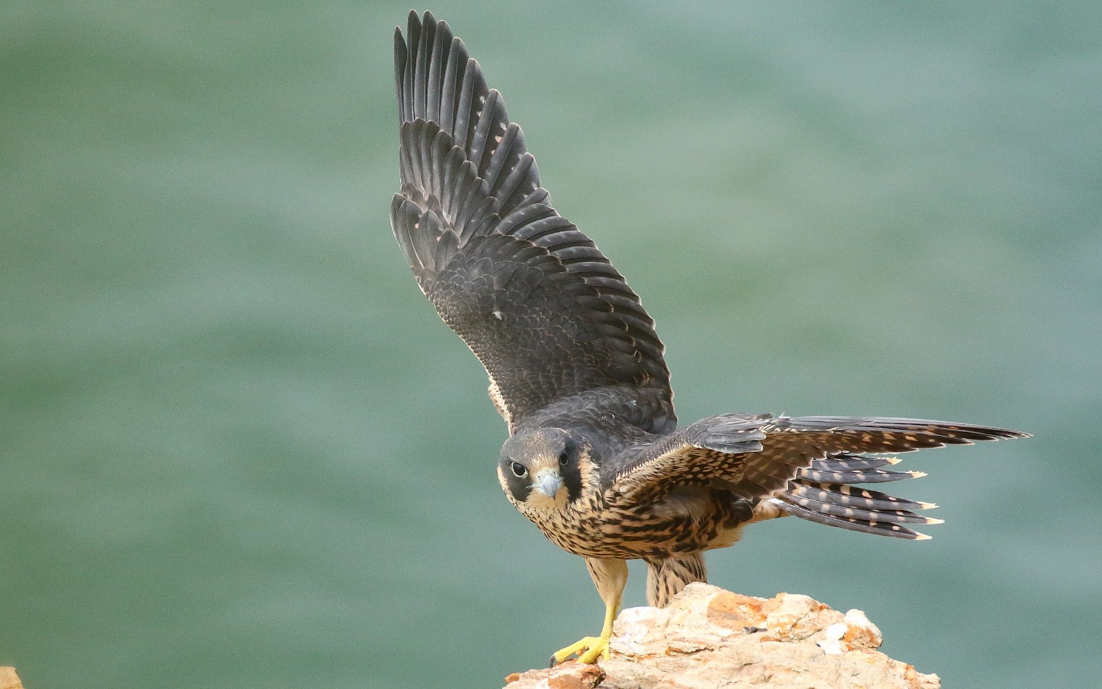 游隼鸟_联萌漫话-联想社区