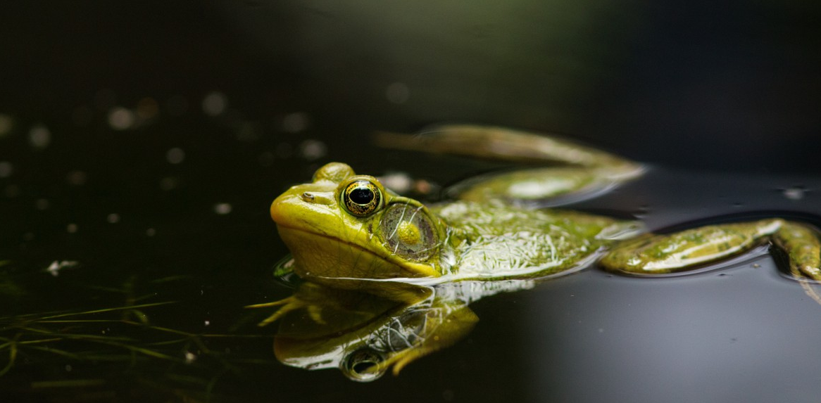 青蛙蛙泳图片图片