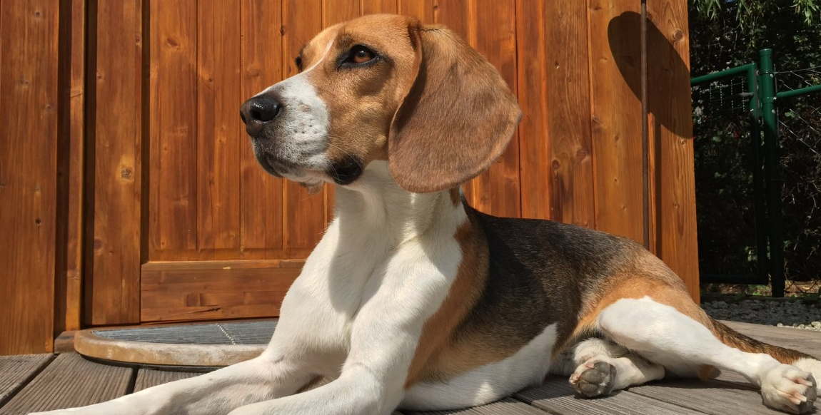 比格犬图_联萌漫话-联想社区