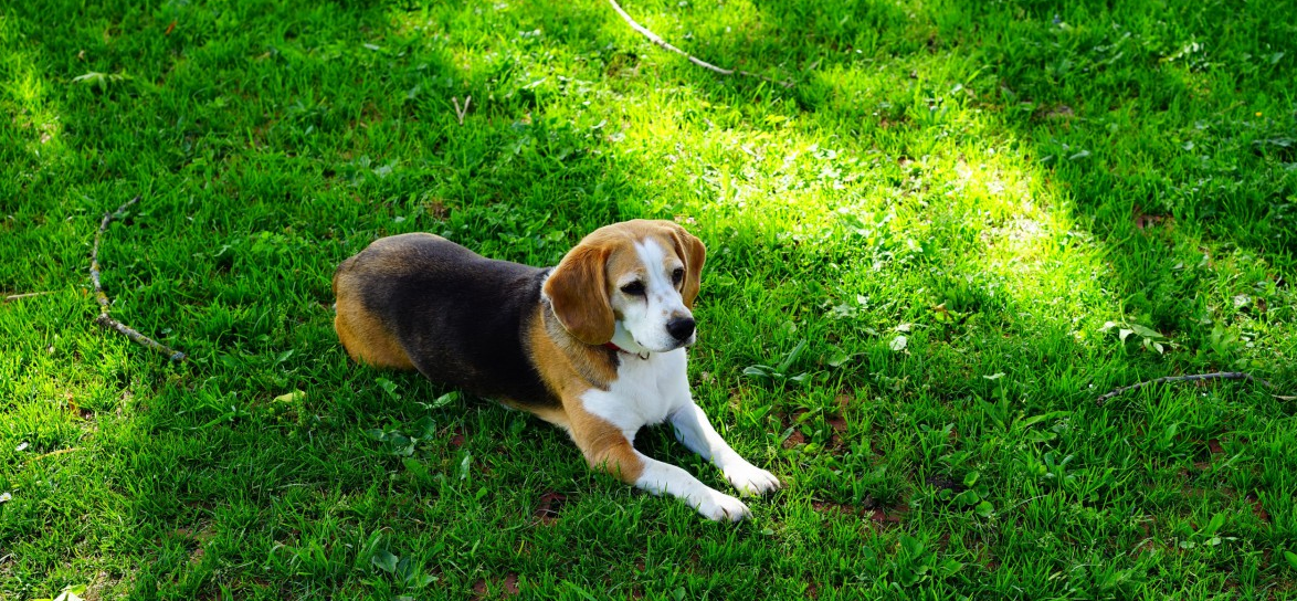 比格犬图_联萌漫话-联想社区