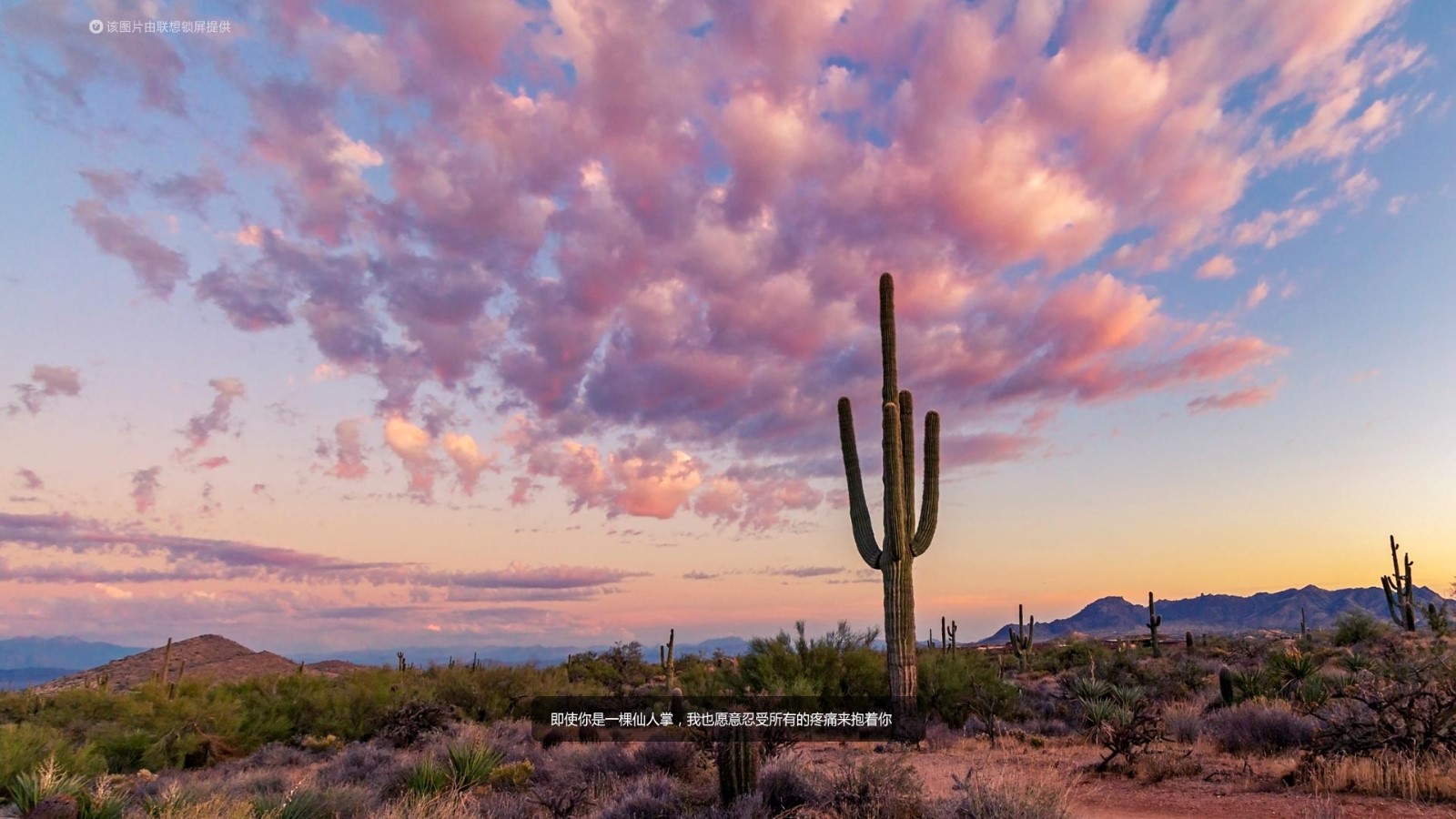 仙人掌_联想锁屏-联想社区