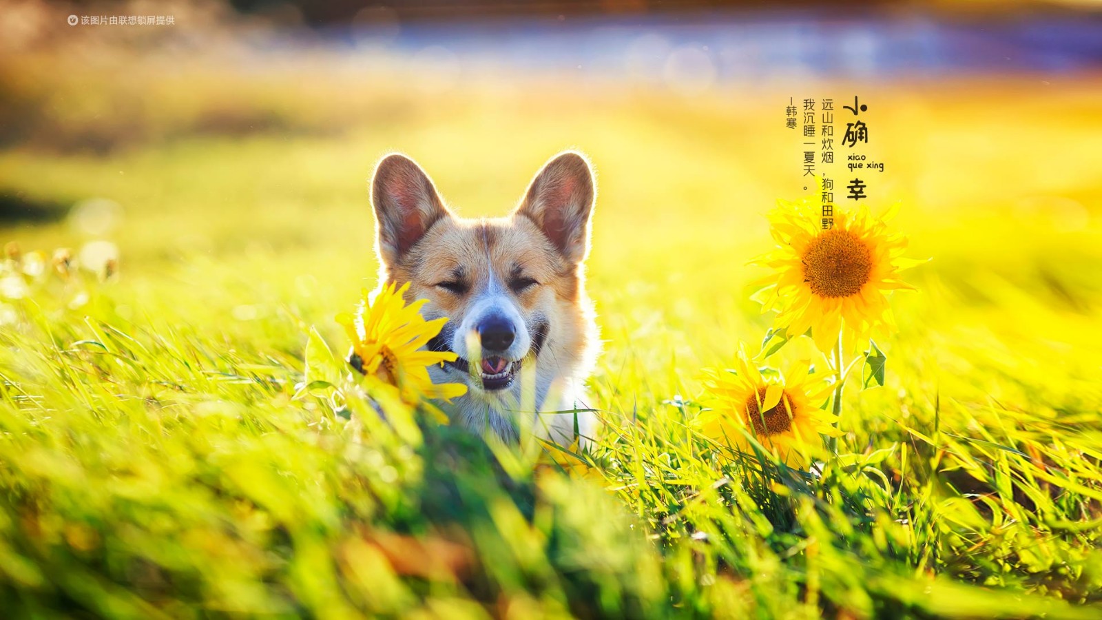 夏日锁屏壁纸图片